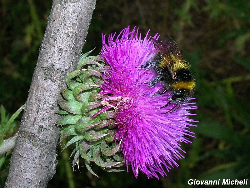 Hymenoptera del Parco del Ticino